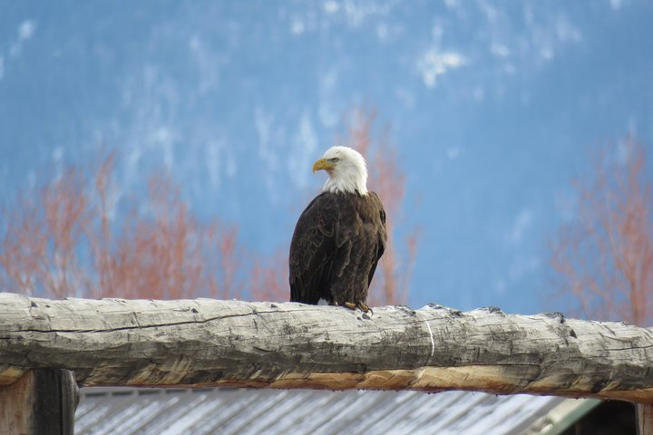 Grand Teton Park & Jackson Hole - PRIVATE Full-Day Wildlife Tour - Photo 1 of 7